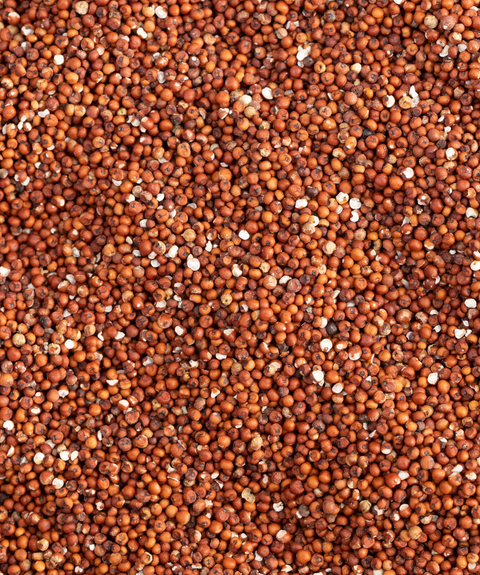 Dang Finger Millet