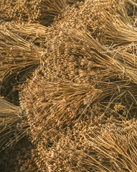 Pinjore Farm Ground Cumin